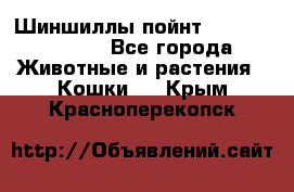 Шиншиллы пойнт ns1133,ny1133. - Все города Животные и растения » Кошки   . Крым,Красноперекопск